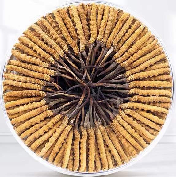 和田县冬虫夏草回收